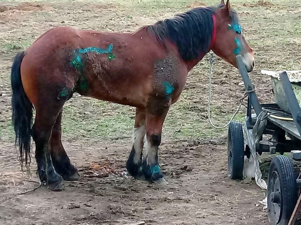konie, ANR, Janów Podlaski, aukcja, Waldemar Humięcki, Pride of Poland