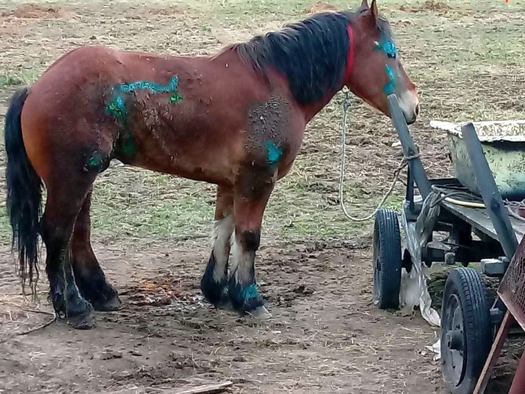 Organizacje prozwierzęce, Naczelny Sąd Administracyjny, odbieranie zwierząt właścicielom