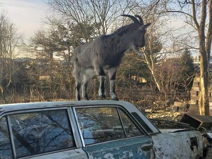 kozy na dzikiej posesji, gdynia,OTOZ Animals, przytulisko Rogate Ranczo