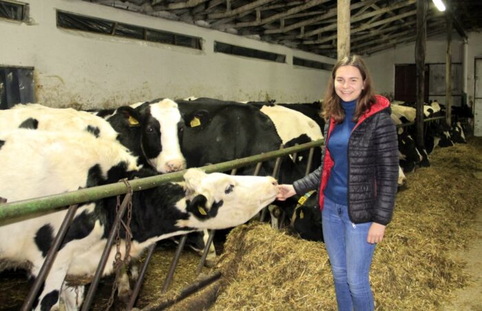 mokry TMR, bydło mleczne, żywienie krów, pobranie paszy