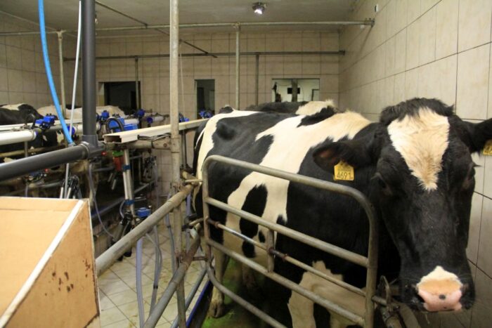 wznowienie usługi próbnego doju, PFHBiPM, bydło mleczne, ocena bydła mlecznego