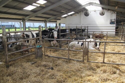 korowy pogłowie obora