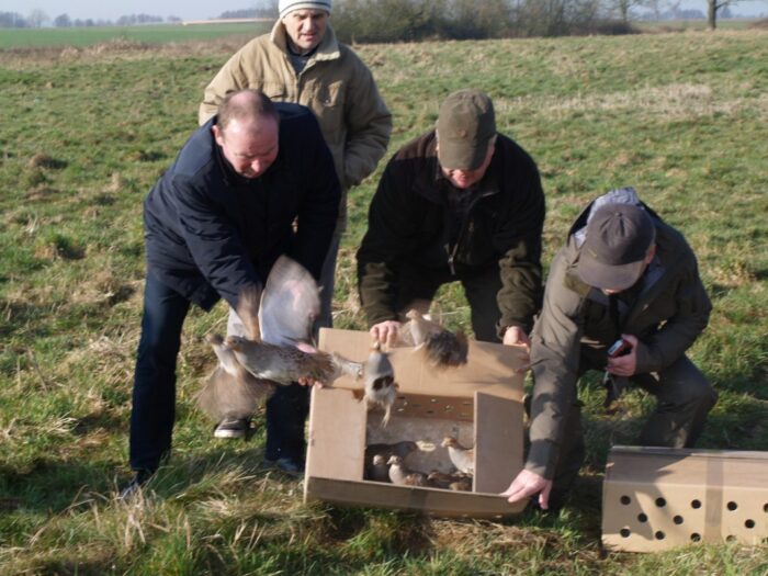 kuropatwa, oleśnica, ratowanie ginącej drobnej zwierzyny, robert borkacki, WFOŚiGW we Wrocławiu
