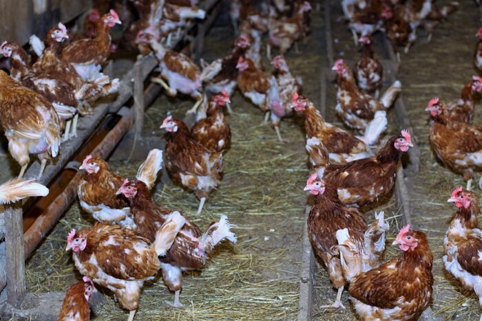 krir, branża drobiarska, ptasia grypa, ceny żywca drobiowego, ceny jaj