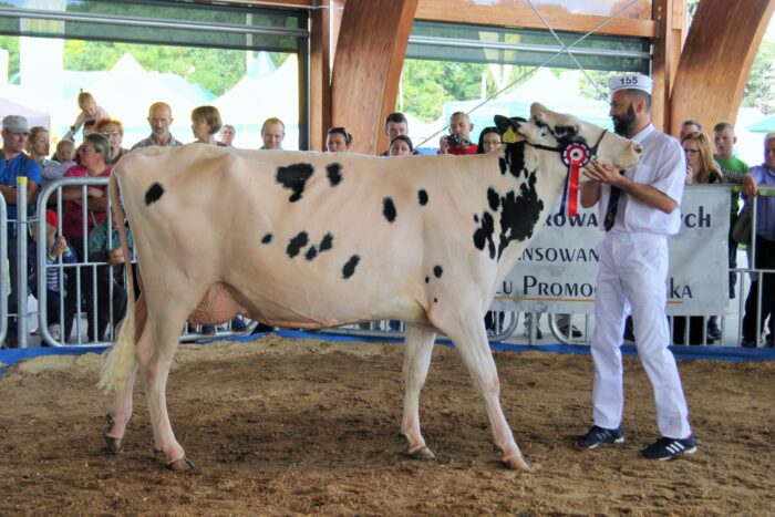 16 regionalna wystawa zwierzat hodowlanych, Minikowo