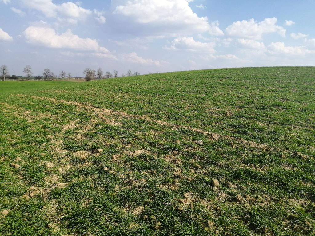 odchwaszczanie zbóż ozimych wiosną, odchwaszczanie zbóż, zwalczanie miotły zbożowej, wyczyniec polny, chwasty