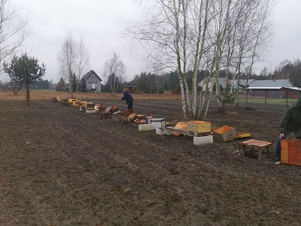 zniszczona pasieka, Grabów nad Pilicą, powiat kozienicki, pszczelarstwo, pasieka edukacyjna