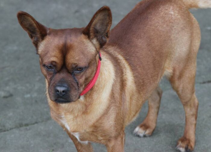 obowiązkowa rejestracja psów i kotów, rejestracja zwierząt, rejestracja kotów, rejestracja psów