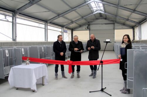 HZiNR Polanowice, otwarcie cielętnika, bydło mleczne, kojce indywidualne,