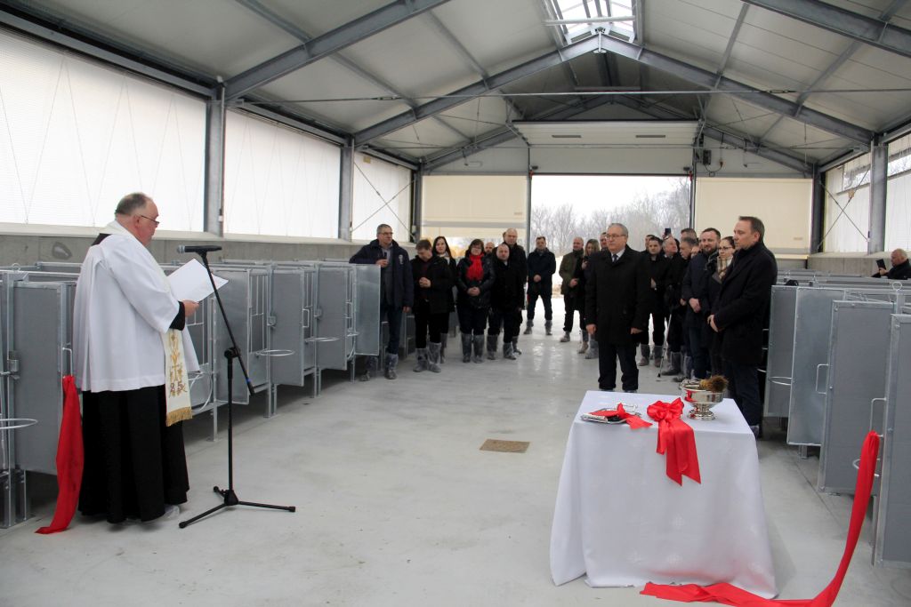 HZiNR Polanowice, otwarcie cielętnika, bydło mleczne, kojce indywidualne,