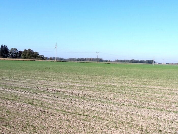 przymrozki, komisje szacujące straty w uprawach, wegetacja roślin