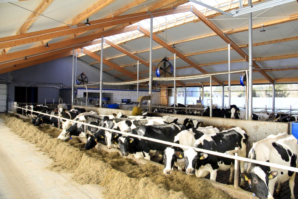 roboty udojowe, bydło mleczne, modernizacja, mleko, obora, robot do podgarniania paszy, stacja paszowa