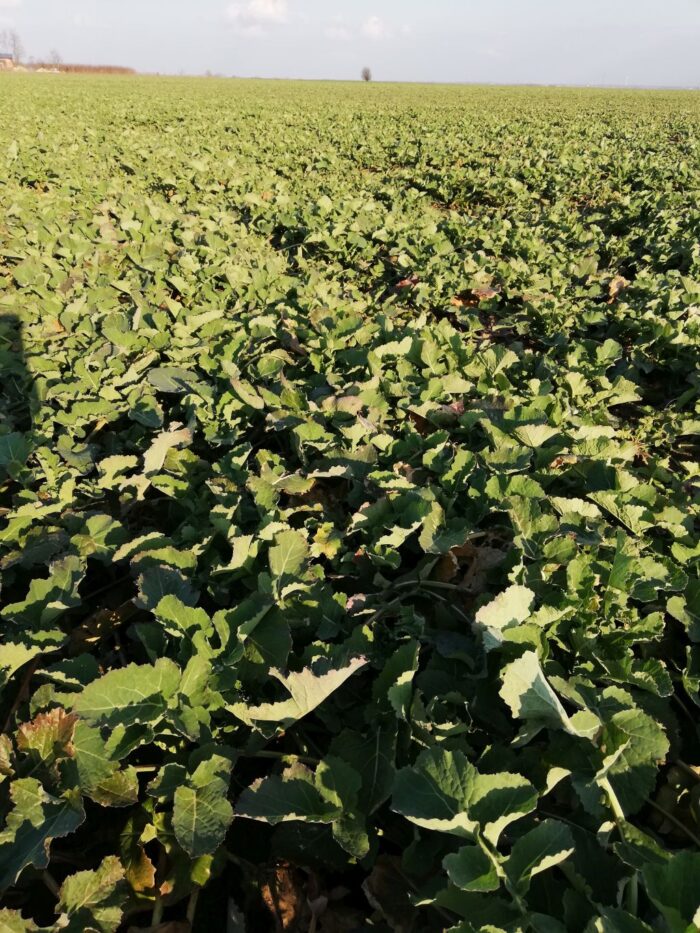 wiosenna ochrona rzepaku przed chwastami, odchwaszczanie rzepaku, chlopyralid, Arylex, imazamoks