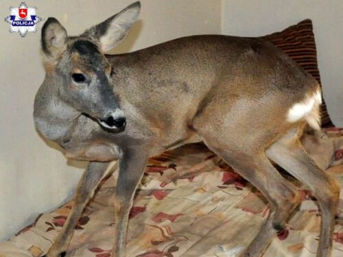 gmina łęczna, opieka nad sarną, Izabela Zięba, KPP w Łęcznej