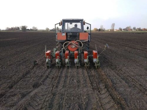 siew buraka cukrowego, przymrozki, uszkodzenia siewek, Sudzucker Polska