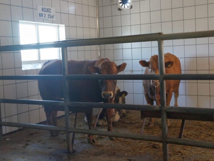 ubój z konieczności, podlaska izba rolnicza, ubojnia, żywiec wołowy