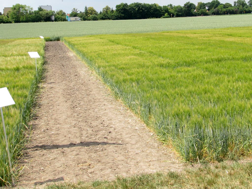 Doświadczalnictwo rolnicze, doświadczenia agrotechniczne, coboru