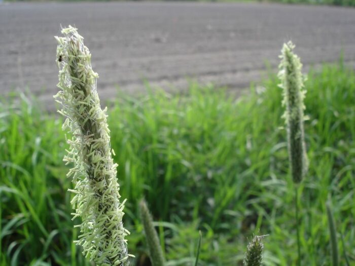 odchwaszczanie użytków zielonych, odchwaszczanie łąk, fluroksypyr, trichlopyr, ochrona łąk i pastwisk