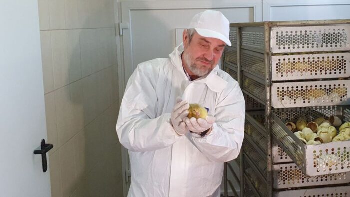 przydomowa hodowla gęsi, Fundacja Hodowców Polskiej Białej Gęsi, Andrzej Klonecki