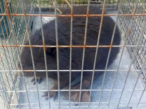 kłusownictwo, stawy hodowlane, gmina sosnowiec, Artur Łopacki