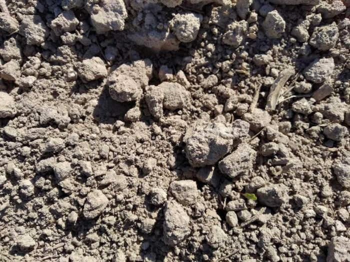 siewka buraka, gleba