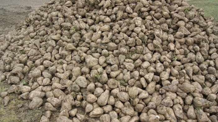 podsumowanie kampanii 2019/2020, Związek Producentów Cukru w Polsce, Michał Gawryszczak, produkcja cukru, plony buraka