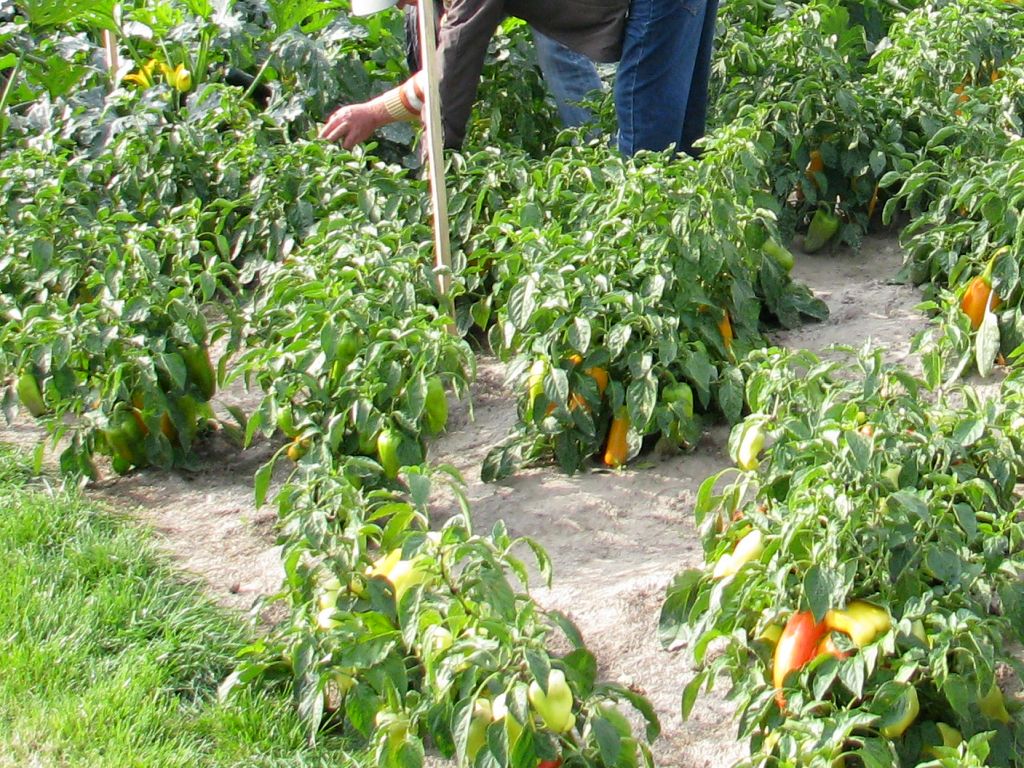 rolnictwo, praca w rolnictwie, pracownicy sezonowi, zbiory, ogrodnictwo,