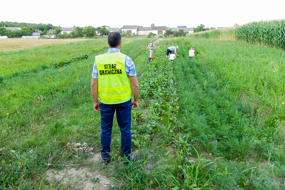 rolnictwo, praca w rolnictwie, pracownicy sezonowi, zbiory, ogrodnictwo,