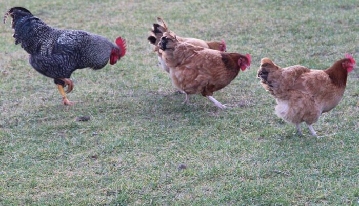 ptasia grypa na Węgrzech, hodowla drobiu, lajos bognsr, Bacs-Kiskun, Csongrad