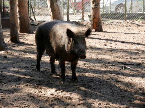 dzika locha, dziki, warchlaki, oprosiła się pod płotem, służby weterynaryjne, myśliwy,