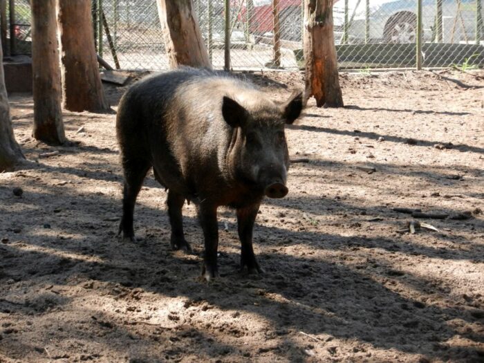 dzika locha, dziki, warchlaki, oprosiła się pod płotem, służby weterynaryjne, myśliwy,