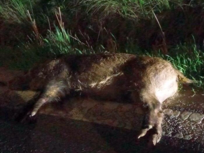 szkody, rolnicy, straty, prawo, przepisy, Prawo łowieckie, PIR, protest