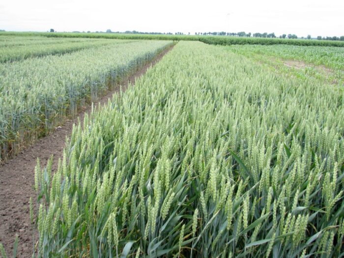 glifosat, środki ochrony roślin, badanie płodów rolnych, gus