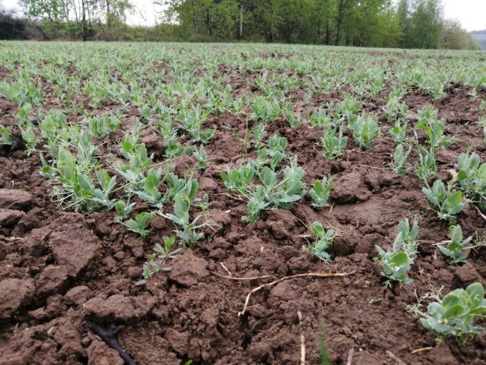 nowe odmiany roślin bobowatych, groch siewny, bobik, łubin wąskolistny, łubin żółty, nowe odmiany soi, COBORU