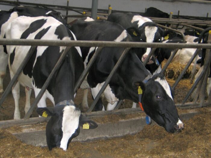 krir, uokik, śruta sojowa, śruta rzepakowa, dodatki paszowe