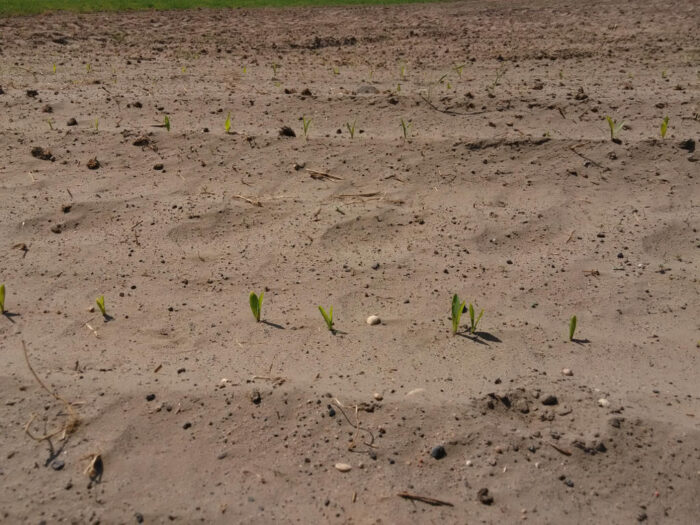 wschody, kukurydza, Szczutowo