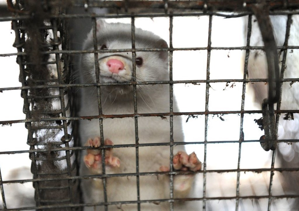 fermy norek, hodowla norek, holandia, koronawirus