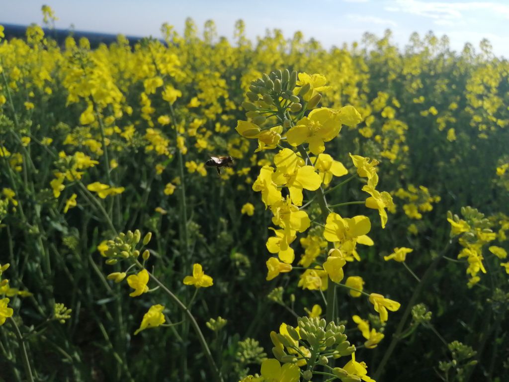 ceny rzepaku ze zbiorów 2021, zbiory rzepaku 2021, ceny rzepaku na warunkach krajowych, ceny rzepaku na warunkach niemie