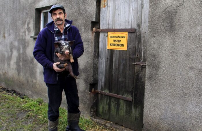 rasa puławska, tucz bez GMO, rasa zachowawcza, trzoda chlewna