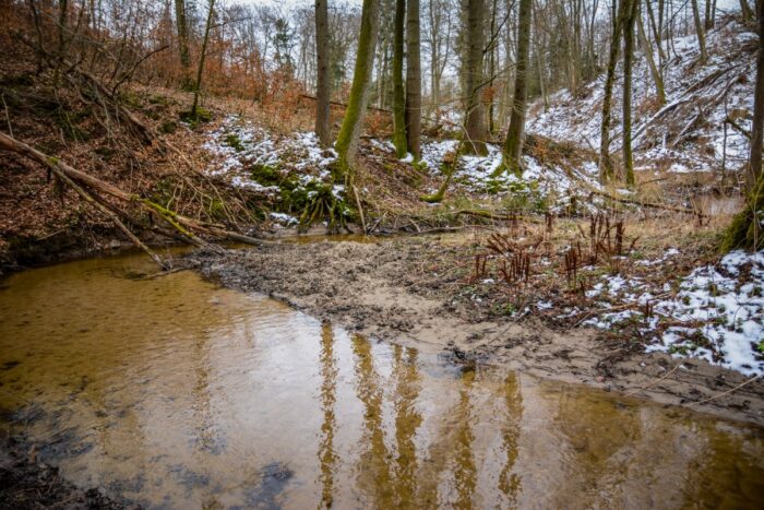 Lasy Państwowe, leśnicy, pióropusznikowy jar