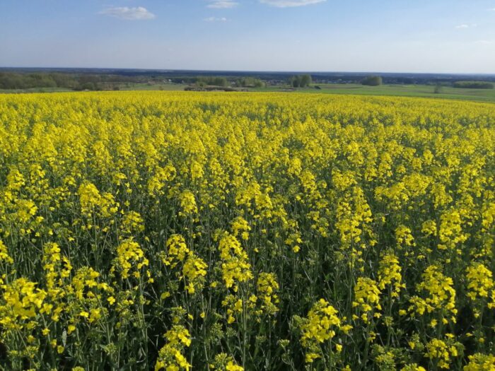 ochrona rzepaku przed chorobami, choroby rzepaku, zgnilizna twardzikowa, szara pleśń, czerń krzyżowych, triazole
