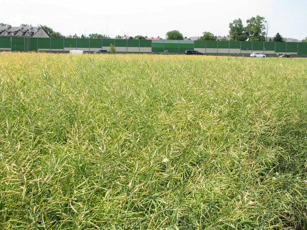 biopaliwa, produkcja biokomponentów, olej rzepakowy, Polskie Stowarzyszenie Producentów Oleju