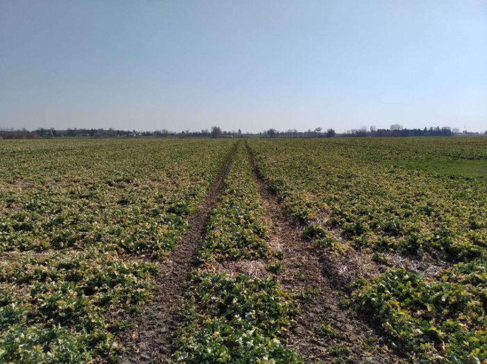 rzepak, pole, plantacja, Zamojszczyzna