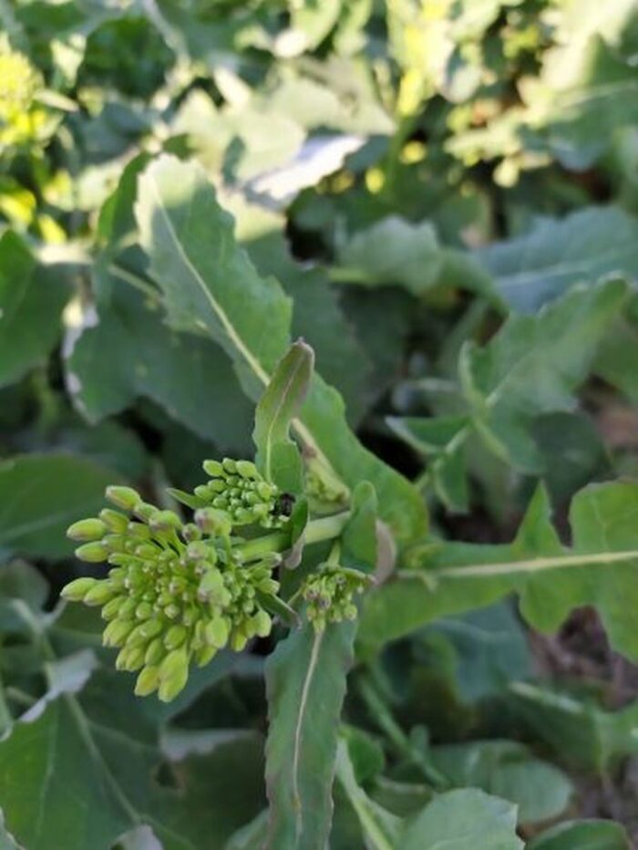słodyszek rzepakowy, próg ekonomicznej szkodliwości dla słodyszka rzepakowego, zwalczanie słodyszka rzepakowego