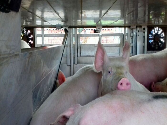 ubojnie z udziałem Skarbu Państwa, ptasia grypa, walka z asf w polsce, Krajowa Grupa Spożywcza