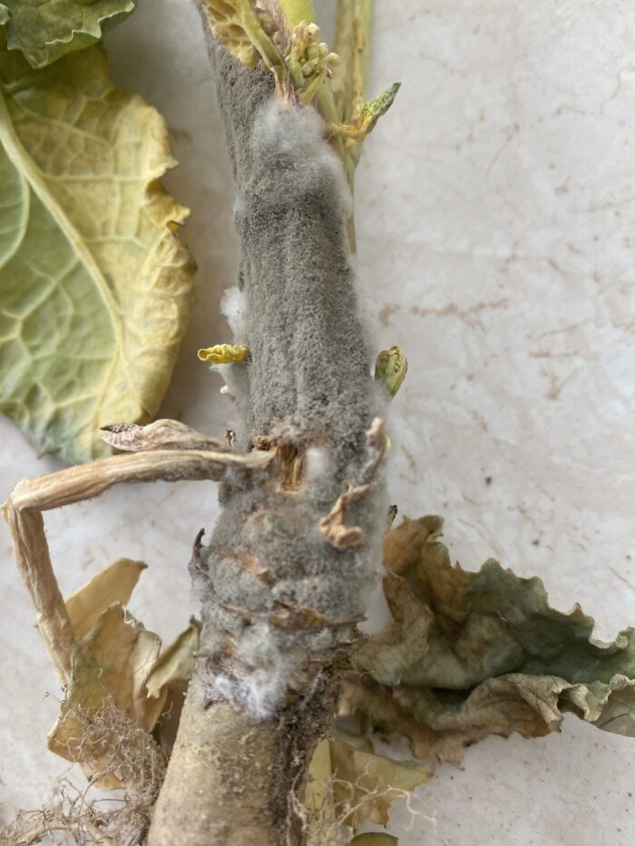 IOR-PIB, szara pleśń, chowacz podobnik, Winna Góra, choroby zbóż, rynchosporioza zbóż, ostra oczkowa plamistość