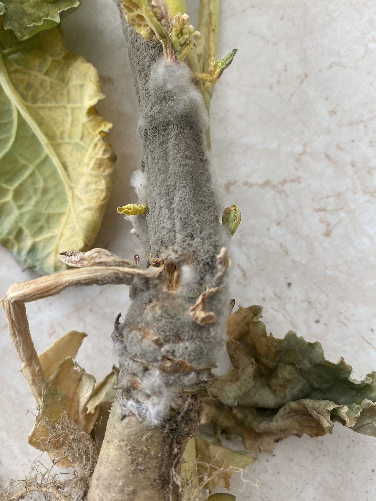 IOR-PIB, szara pleśń, chowacz podobnik, Winna Góra, choroby zbóż, rynchosporioza zbóż, ostra oczkowa plamistość