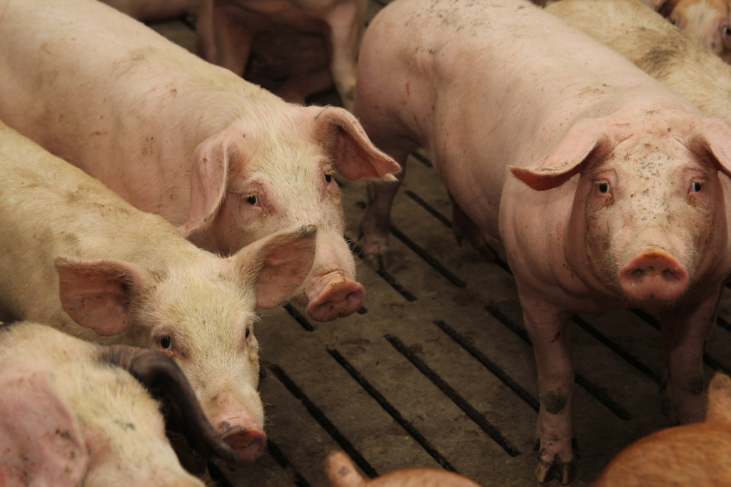 produkcja wieprzowiny, eksport wieprzowiny, spożycie wieprzowiny