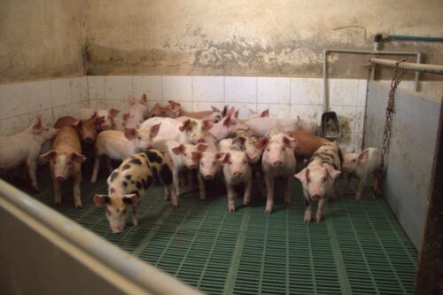 cena warchlaków, Dania, Niemcy, trzoda chlewna, notowania warchlaków