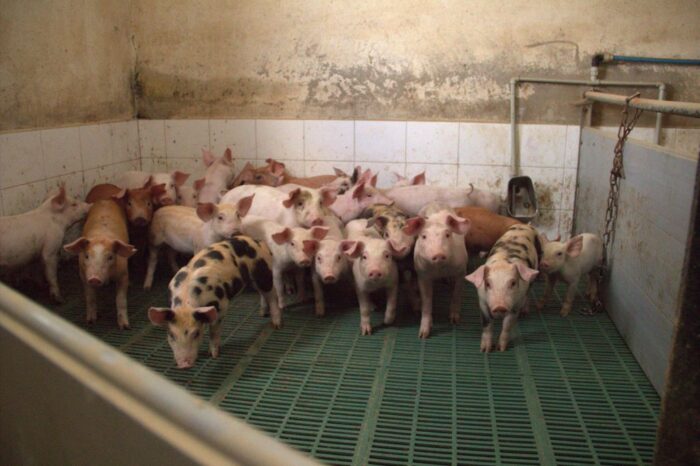 cena warchlaków, Dania, Niemcy, trzoda chlewna, notowania warchlaków